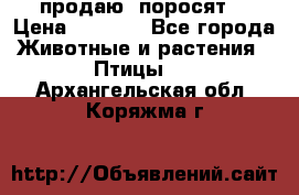 продаю  поросят  › Цена ­ 1 000 - Все города Животные и растения » Птицы   . Архангельская обл.,Коряжма г.